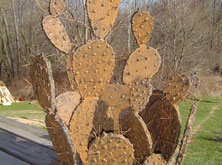 Cactus In Rusty Transformation